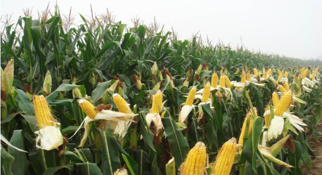 High-yield corn fertilizer management